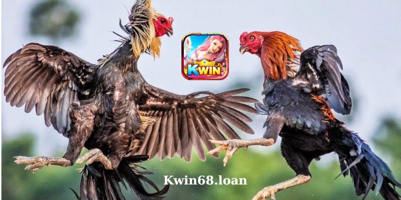 Các bước tham gia cá cược Game Đá Gà Kwin68